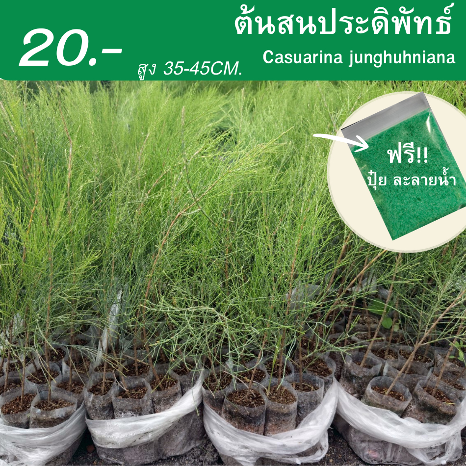 ต้นสนปดิพัทธ์ สูง 35-45cm.ไซส์เล็ก (1 ต้น) กล้าสนปดิพัทธิ์