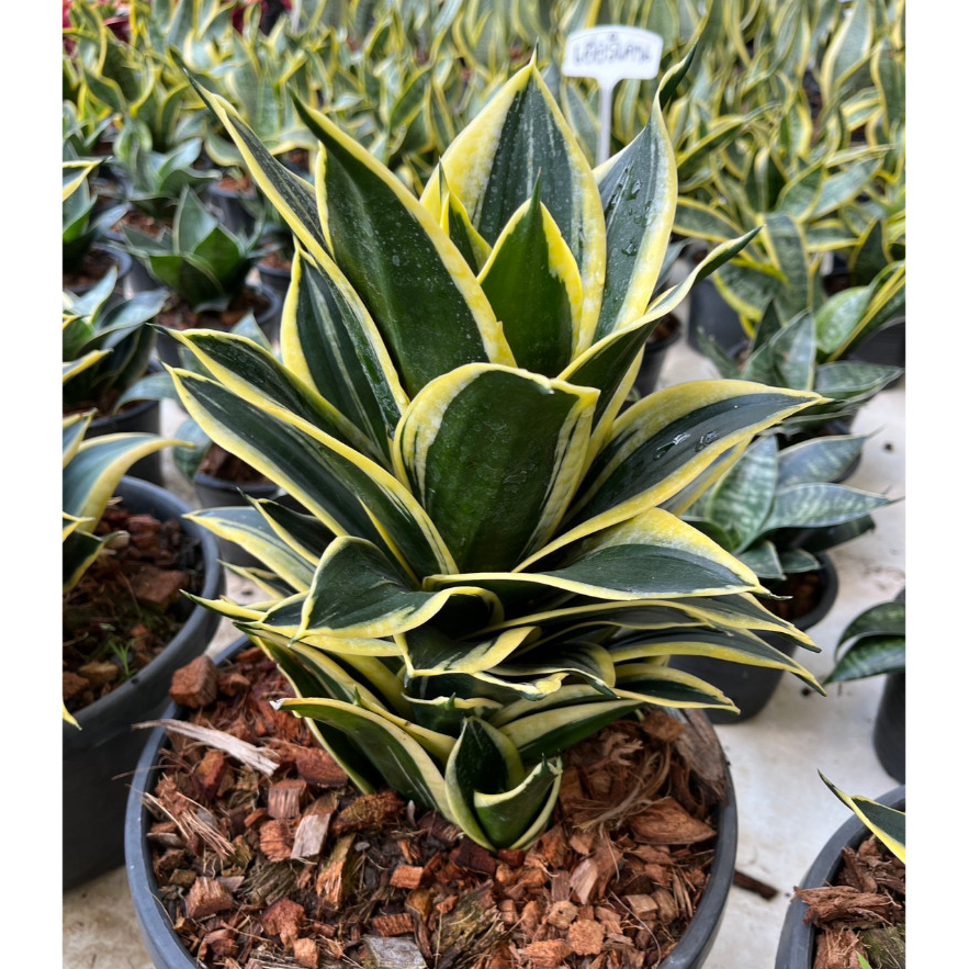 เจดีย์หยก หรือต้นลิ้นมังกรแคระที่โตจนฟอร์มสวยแล้ว Sansevieria trifasciata cv. Hahnii Jade