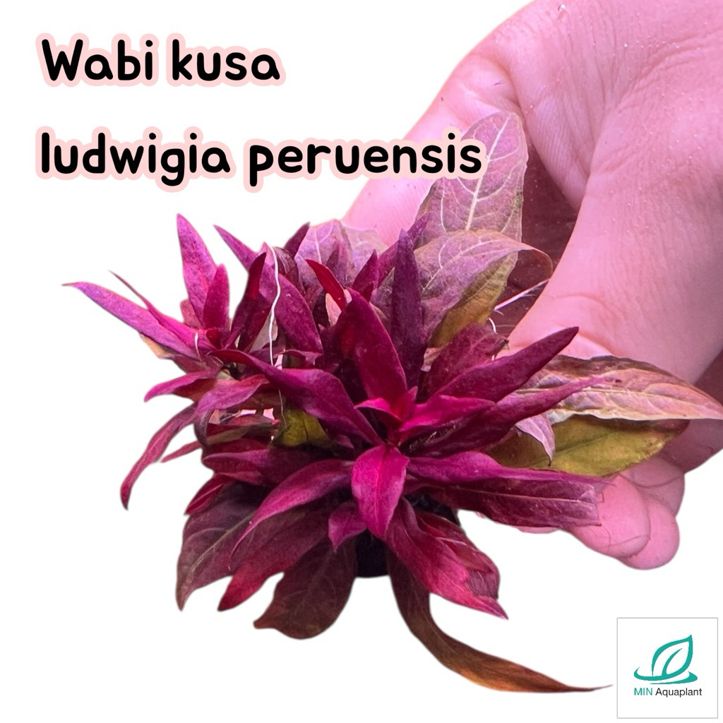 [MIN] Wabi วาบิ ลัดวิเจียเพเรนสีส แค่โยน ไม้น้ำสีแดงง่ายมากๆ ทุกตู้ต้องมีแนะนำเลยครับ