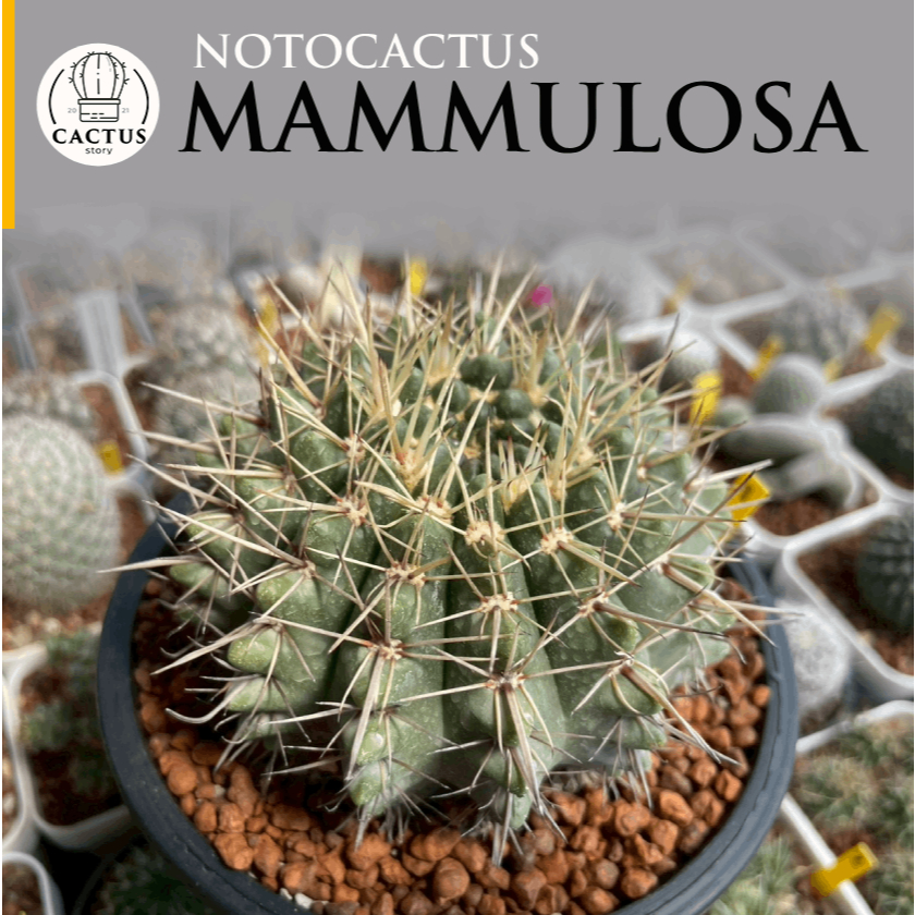 Notocactus Mammulosa ไม้เมล็ด กระถาง 5 นิ้ว