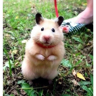 [17รสชาติ] ยอดฮิต อาหารหนูแฮมสเตอร์ hamster อาหารหนู Petheng บรรจุ 180 กรัม