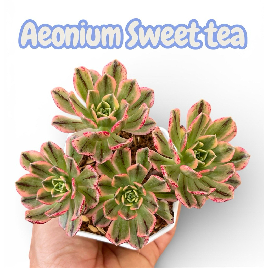 Aeonium sweet tea variegated ไม้อวบนำ้ น่ารักๆ กระถาง 3.5 นิ้ว