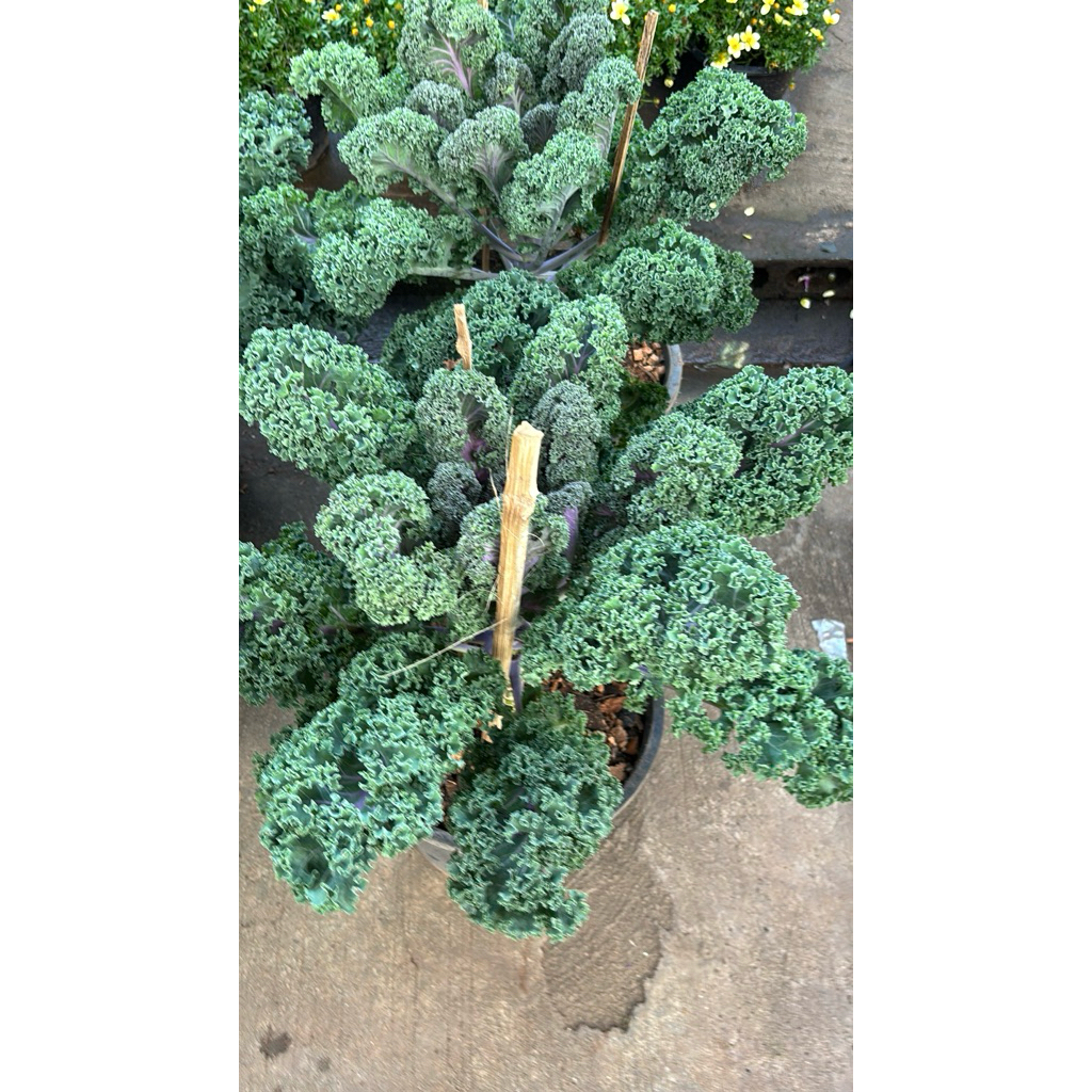 เคล (Kale) ผักเมืองนอกปลูกได้ในไทย ปลูกได้ตลอดปีแม้มีพื้นที่จำกัด กระถาง8นิ้ว