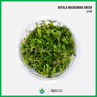 [APC] Rotala Macrandra Green (โรทาล่ามาครานดร้ากรีน) [ไม้น้ำ…