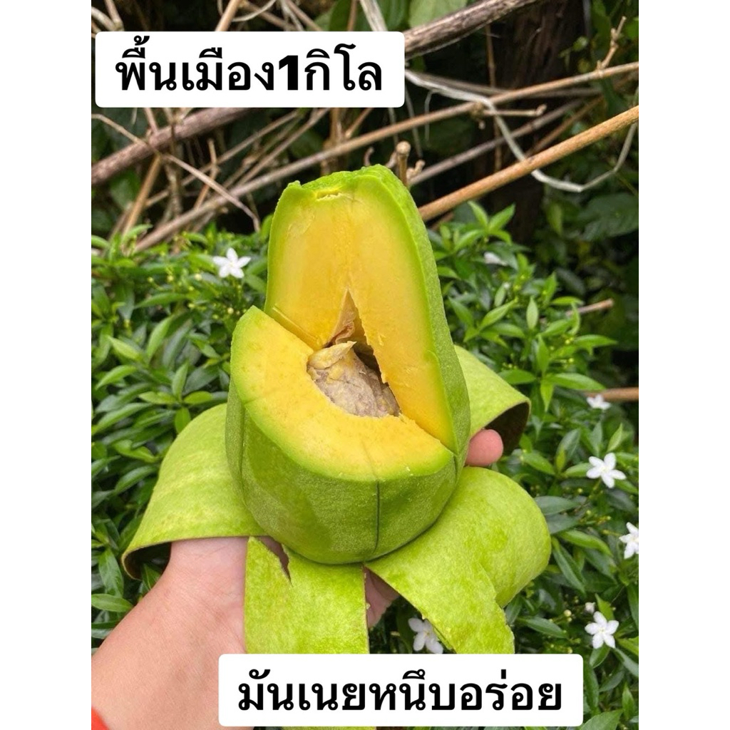#อโวคาโด้ แสนอร่อย พันธุ์พื้นเมืองไทย มันเนยหนึบ1กิโลกรัม
