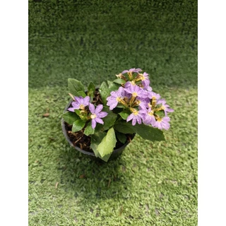 ต้นพระจันทร์เสี้ยว , พระจันทร์ครึ่งซีก [ Lobelia Chinensis ] ไม้ในกระถาง3"
