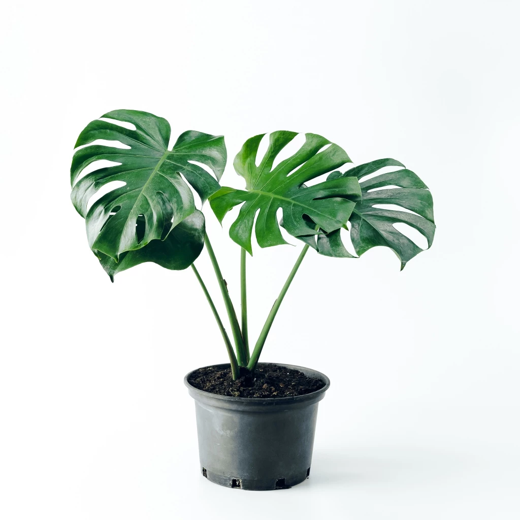 ต้นมอนสเตอร่า เดลิซิโอซ่า ไจแอนท์ (Monstera Deliciosa Monstera Giant) กระถาง 11 นิ้ว 3 ปี