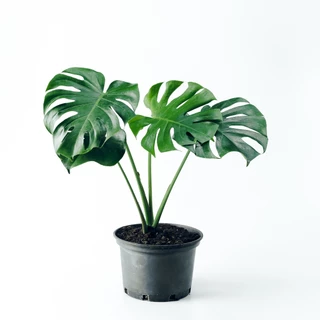 ต้นมอนสเตอร่า เดลิซิโอซ่า ไจแอนท์ (Monstera Deliciosa Monstera Giant) กระถาง 11 นิ้ว 3 ปี