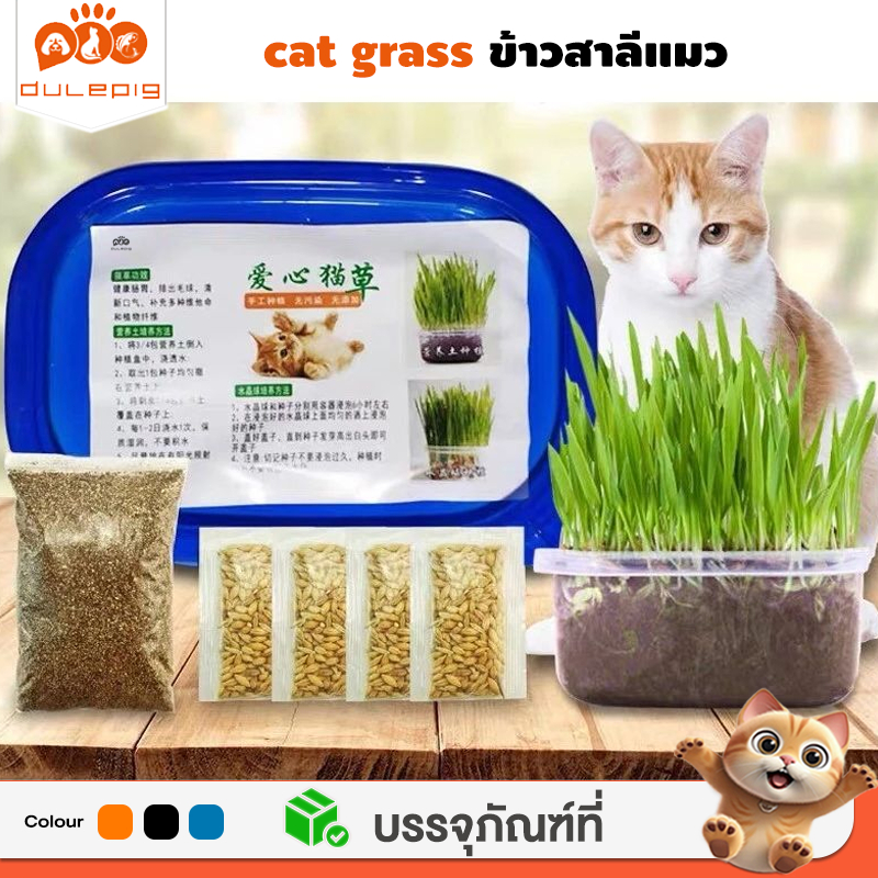 ชุดปลูกหญ้าแมวครบชุดพร้อมปลูก +ออแกนิค+ หญ้าแมวแบบกล่อง ต้นอ่อนข้าวสาลี หญ้าเเมว สัตว์เลี้ยง หญ้าแมว