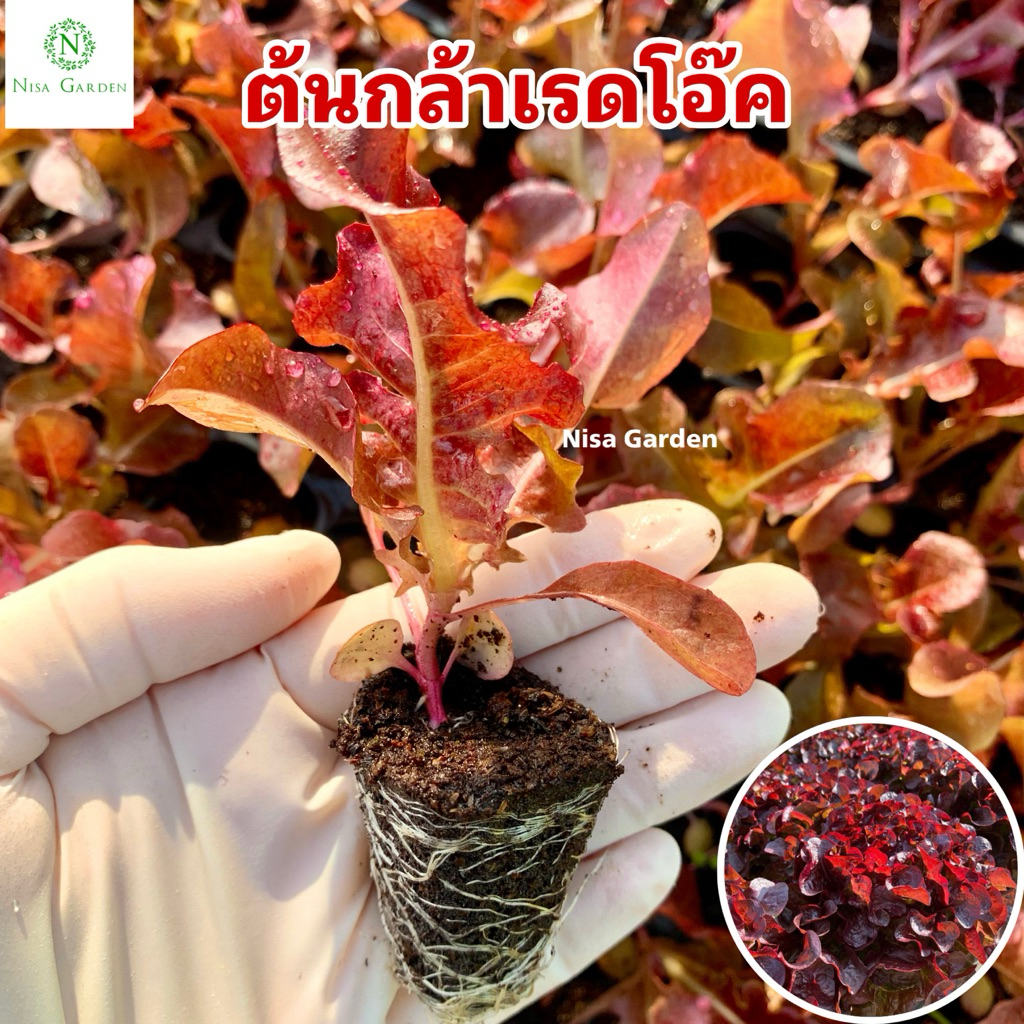Nisa Garden ต้นกล้าสลัดเรดโอ๊ค รากแข็งแรง โตเร็ว 🔥ซื้อ 10 แถมฟรี 2 หลุม🔥