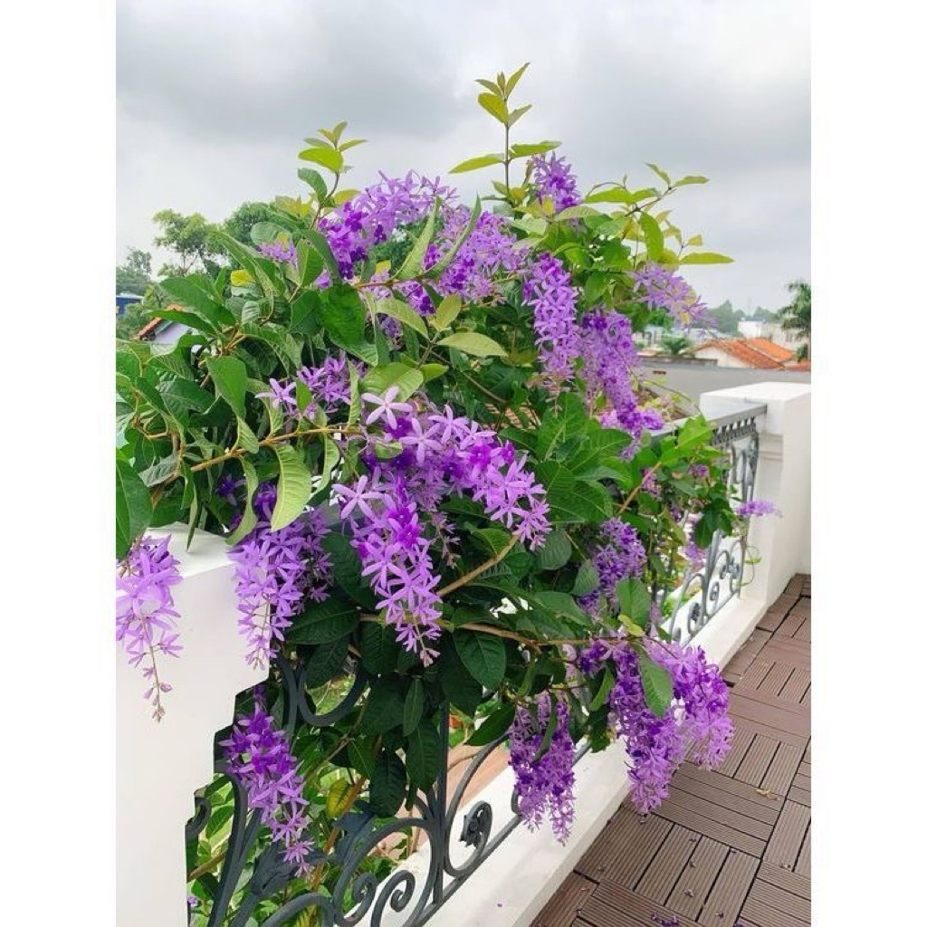 ต้นพวงคราม ดอกพวงคราม ดอกไม้สีม่วงสวย ดอกกินได้ ไม้เลื้อยเป็นพุ่มใหญ่ ออกดอกสีครามปนสีม่วง ช่อยาวสวยงาม ต้นสูง50-70ซม. - รูปที่ 2