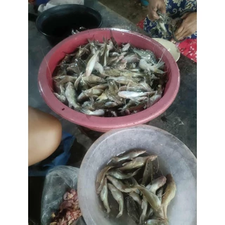 หัวเชื้อปลากดปลาแขยงขนาดทดลอง