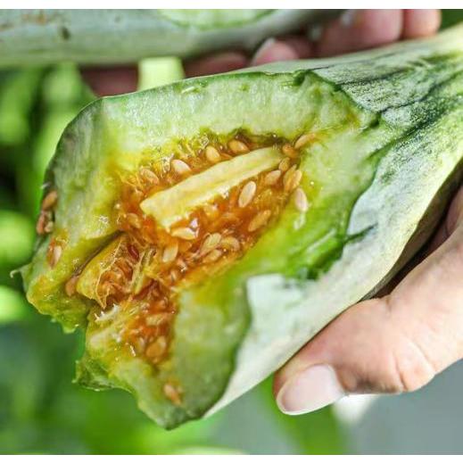 Extra Sweet Goat's Horn Melon 63 seeds, Japanese melon seeds, good quality melon seeds, melon seeds