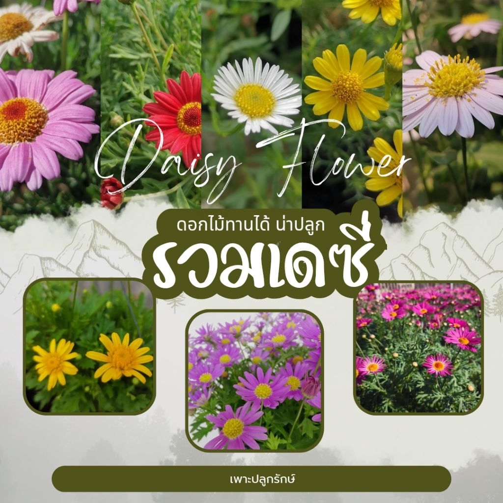 ต้นดอกเดซี่ Daisy  #edible flower ดอกไม้ทานได้ บลูเดซี่ เดซี่ไข่ดาว เดซี่ญี่ปุ่น เดซี่ปารีส เดซี่เหลือง (F09)