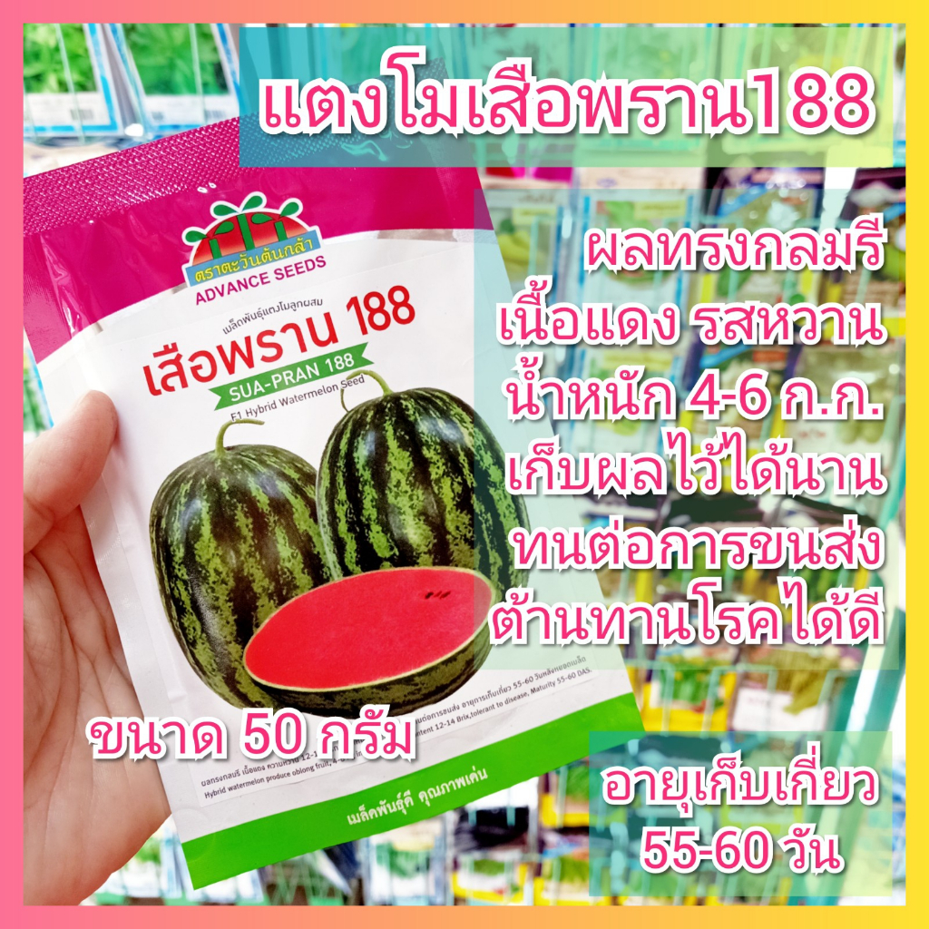 แตงโม เสือพราน 188 ขนาด 50 กรัม แตงโมลูกผสม ตะวันต้นกล้า เมล็ดพันธุ์แตงโม เมล็ดแตงโม