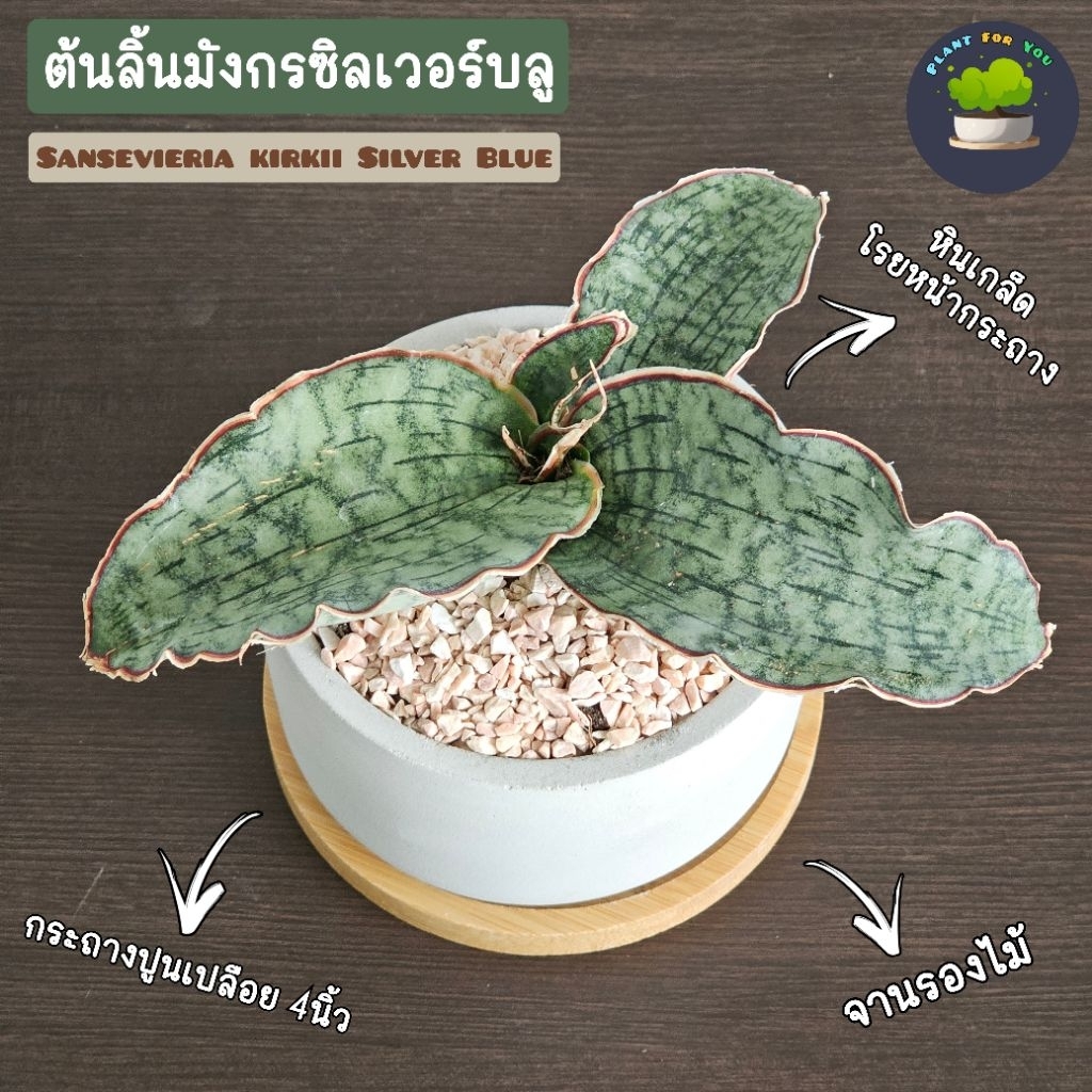 ต้นลิ้นมังกร ซามูไรแคระ พร้อมกระถางปูนเปลือย 4