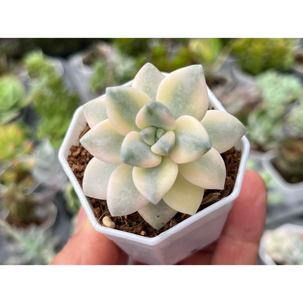 Graptoveria Titubans variegated (ทิทูบันด่าง)ไม้อวบน้ำ น่ารักๆ กระถาง 2 นิ้ว