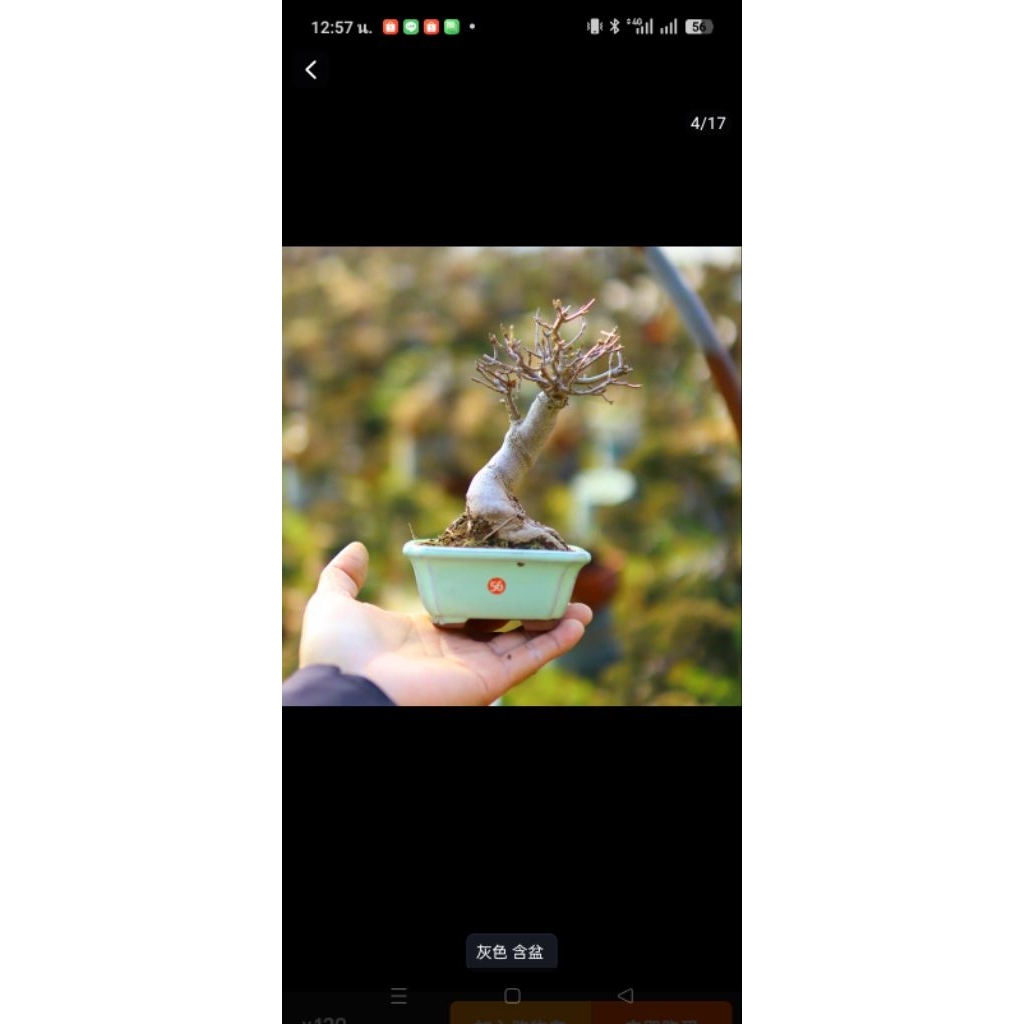 เมเปิ้ลไคเอดะญี่ปุ่นไซส์จิ๋วทุกต้นถ่ายจากต้นจริงทุกต้นมักหาร้านดูรูปปัจจุบันได้ครับยินดีบริการครับ - รูปที่ 5