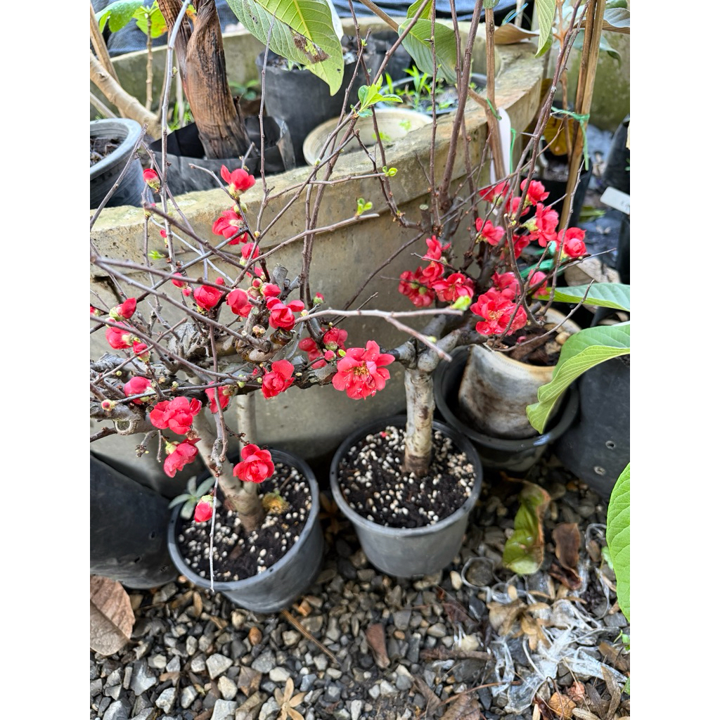 ต้นควินซ์สีแดง ติดดอก(Chinese Quince) บอนไซด์ เป็นต้นเสียบยอดนะคะอายุประมาณ 5 ปี