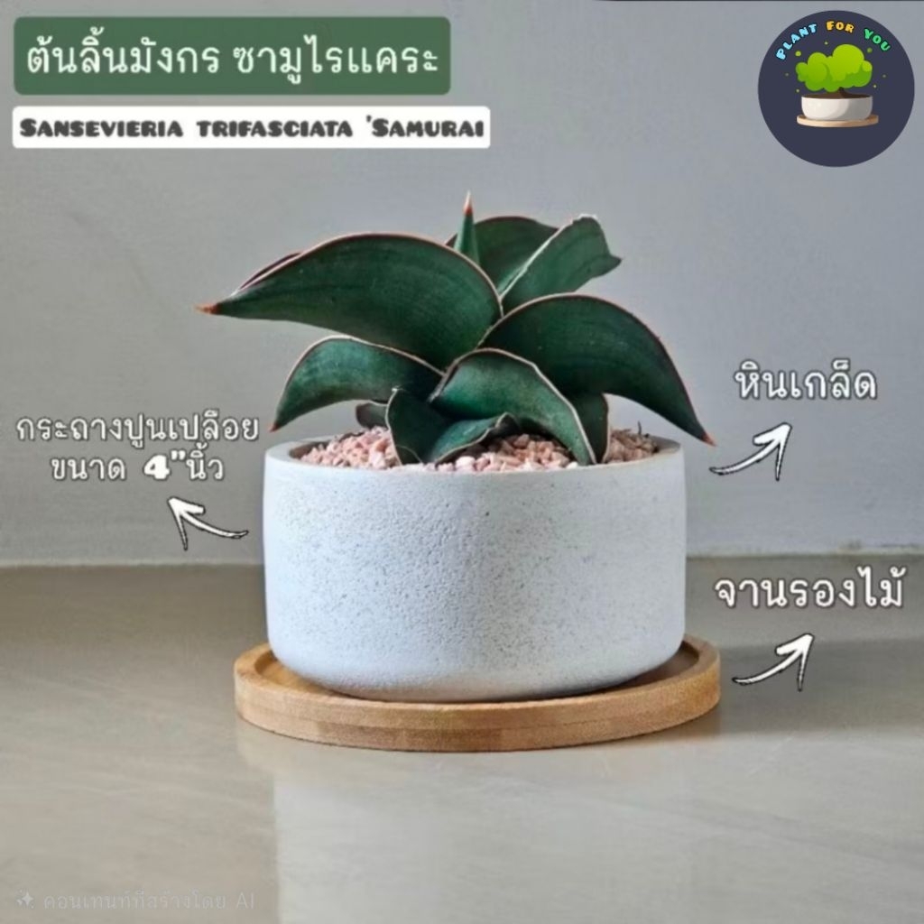 ต้นลิ้นมังกร ซามูไรแคระ พร้อมกระถางปูนเปลือย 4