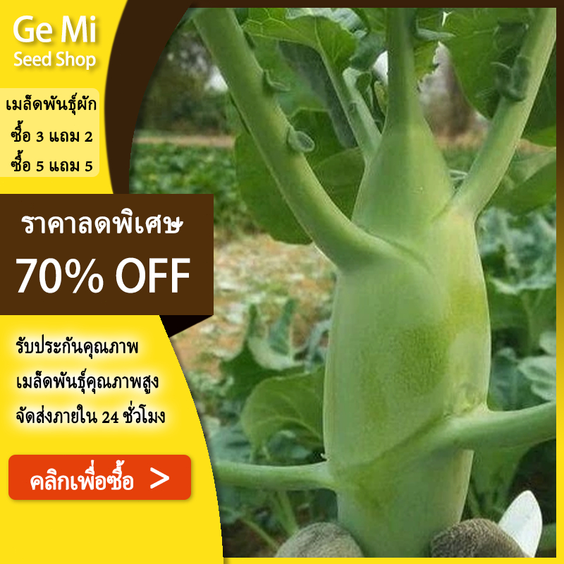 GEMI คะน้าหวานจัมโบ้🎯เมล็ดพันธุ์คะน้าเห็ดหอม 400 เมล็ด🌿ก้านยักษ์🌿อวบจริง🎈 ปลูกง่ายทานอร่อย
