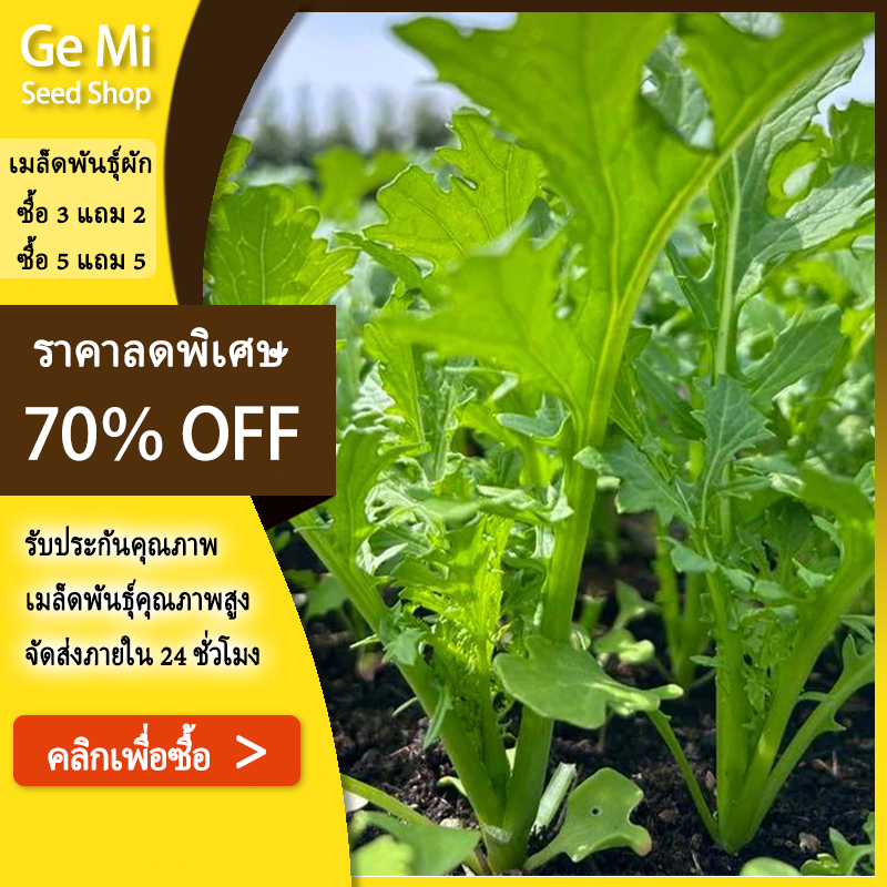 GEMI เมล็ดพันธุ์ ผักกาดหิ่น ผักกาดเขียวน้อย วาซาบิไทย 5000 เมล็ด ปลูกง่าย