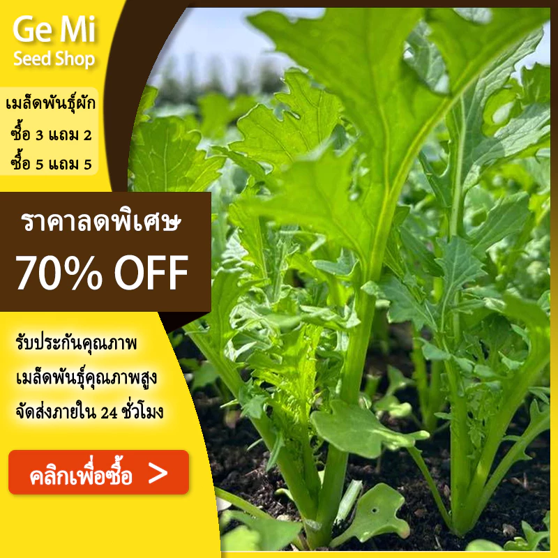 GEMI เมล็ดพันธุ์ ผักกาดหิ่น ผักกาดเขียวน้อย วาซาบิไทย 5000 เมล็ด ปลูกง่าย