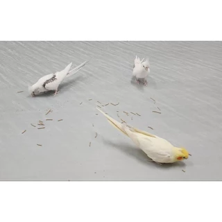BIRDMORE อาหารเม็ดสำเร็จรูปในรูปแบบกิ่งไม้ นำเข้าจากประเทศญี่ปุ่น 🇯🇵