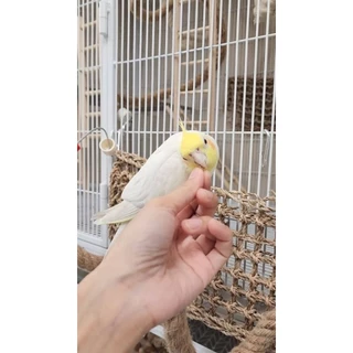 BIRDMORE อาหารเม็ดสำเร็จรูปในรูปแบบกิ่งไม้ นำเข้าจากประเทศญี่ปุ่น 🇯🇵