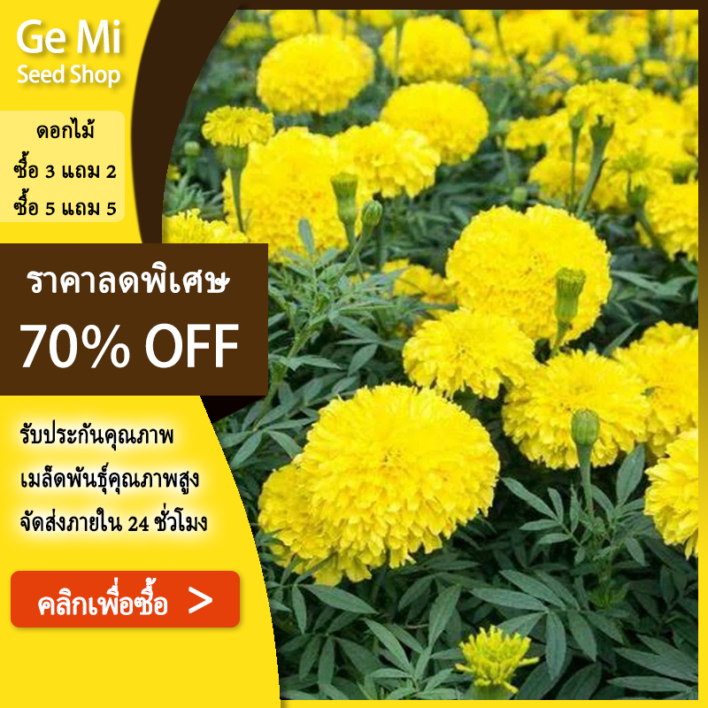 GEMI เมล็ด ดาวเรืองสีเหลือง ดาวเรืองเหลือง 130 เมล็ด ดอกไม้ทานได้ ปลูกได้ทุกสภาพอากาศ ส่งจากไทย