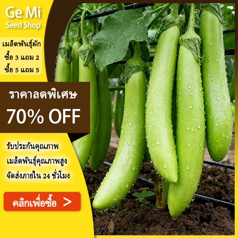GEMI [ ซื้อ 5 แถม 5 ฟรี] เมล็ดพันธุ์ สีเขียว เมล็ดมะเขือยาว 300 มล็ด งอกดี ปลูกง่าย โตไว ผลผลิตสูง