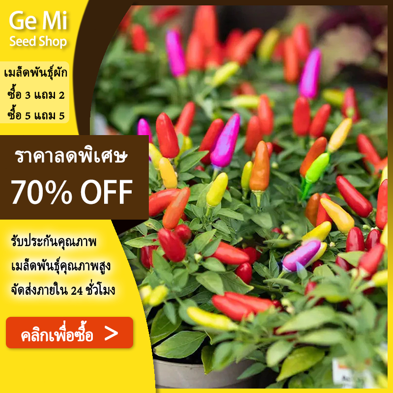 GEMI เมล็ดพริกประดับ 7สี พริกสีรุ้ง 100เมล็ด