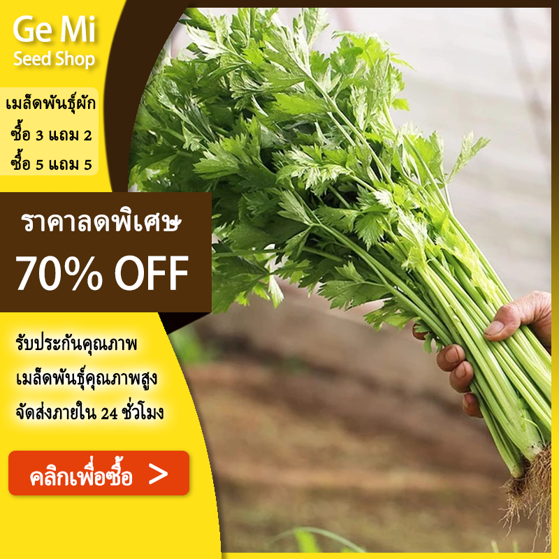GEMI เมล็ดพันธุ์ขึ้นฉ่าย 3000 เมล็ด คัดพิเศษปลูกง่าย โตเร็ว งอกดี [ซื้อ 5 แถม 5]