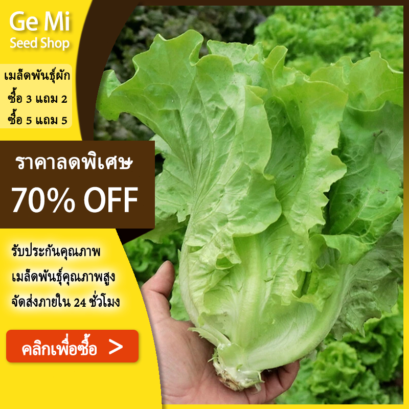 GEMI 2000 เมล็ด ผักกาดหอมอิตาลี ผักกาดหอมอิตาเลี่ยน Italian lettuce seeds. เมล็ดผักสลัด ปลูกผัก