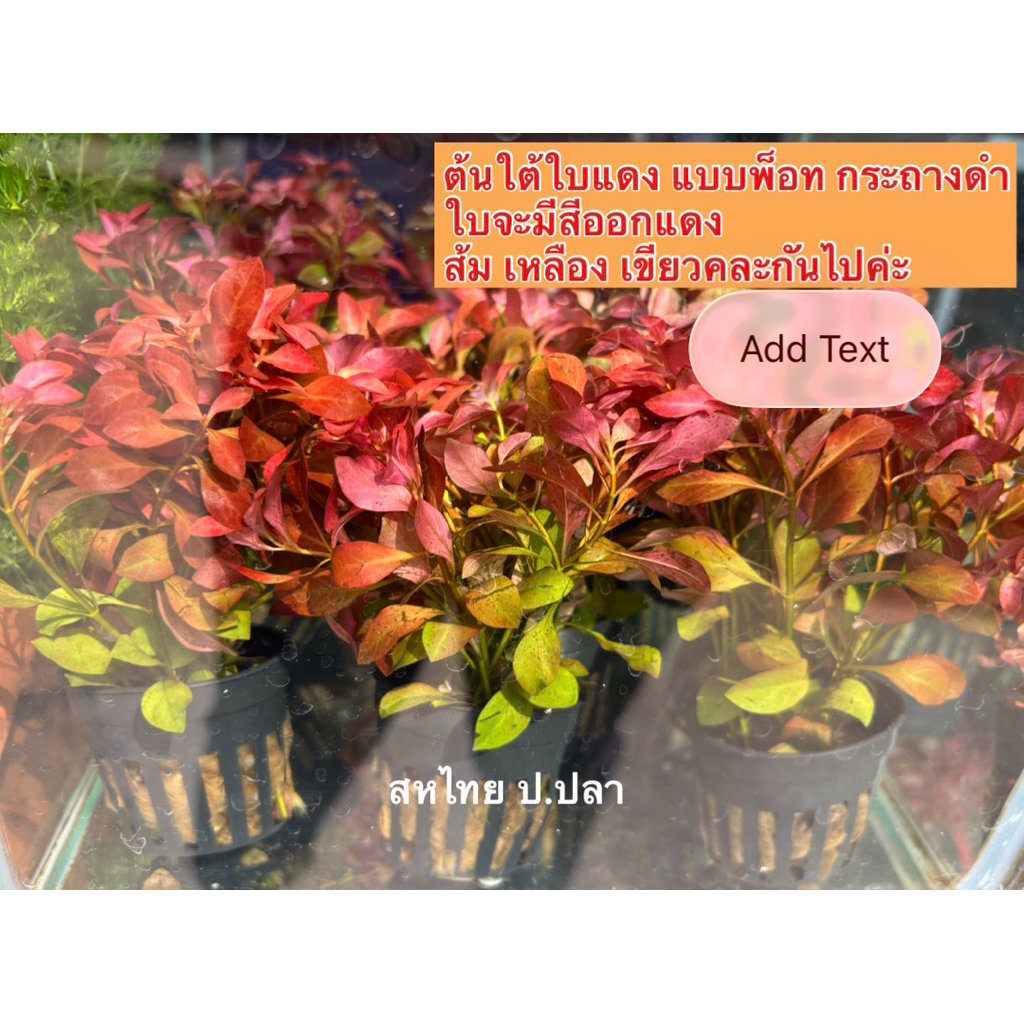 ต้นแอมโมเนียแดง และเดนซ่า สาหร่ายผักชี ใต้ใบแดง ไม้น้ำแบบพ็อด (กระถางดำ) ตกแต่งตู้ปลา สีสันสดใสสวยงามทนทาน