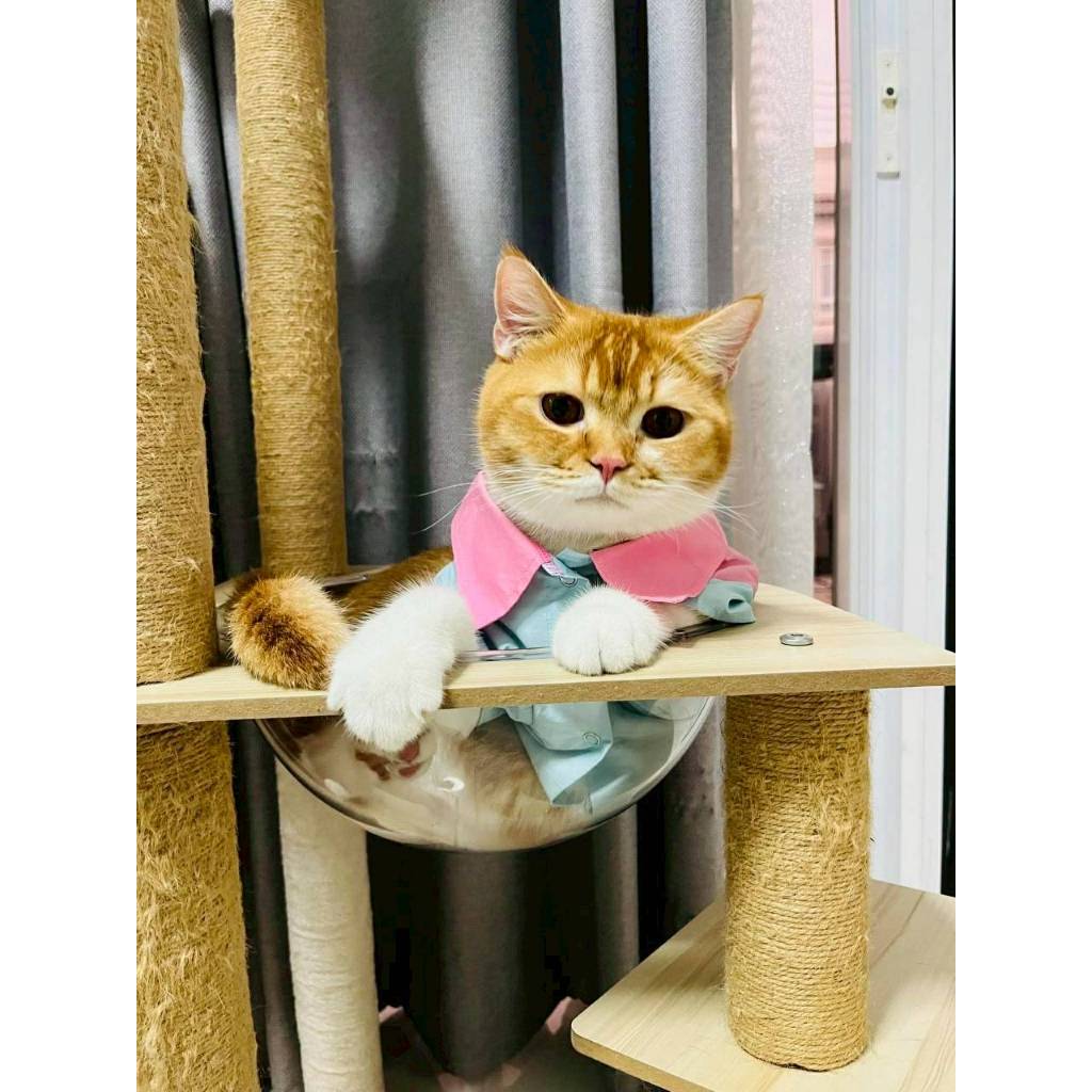 PetSociety เสื้อสุนัข เสื้อแมว ชุดคู่วาเลนไทน์ แคนดี้ เลิฟ Candy Love หัวใจพาสเทล - รูปที่ 4