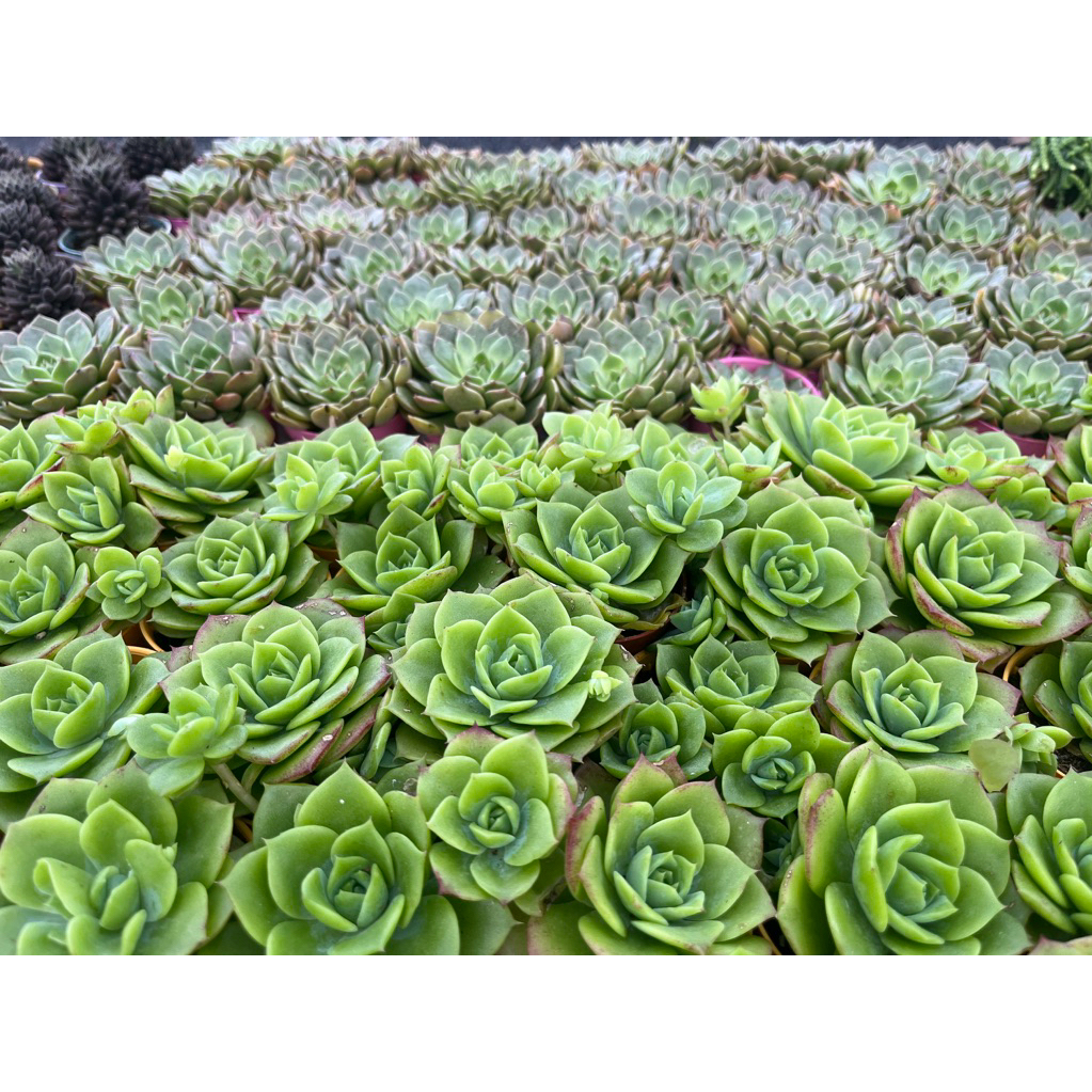 Graptoveria Jadeite รูปที่ 8