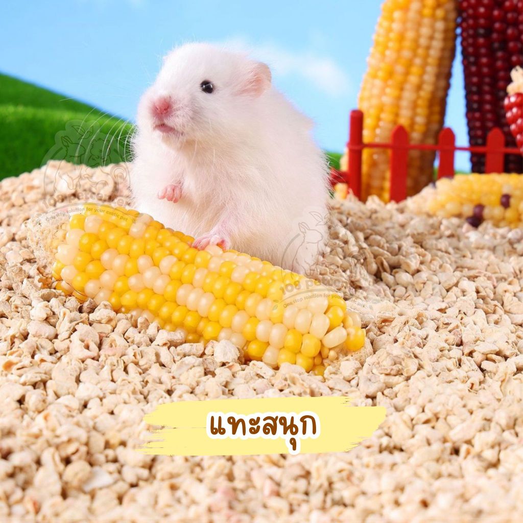 ขนมหนูแฮมสเตอร์ ชูก้าร์ไกลเดอร์ กระรอก ขนมข้าวโพดลับฟัน ของแทะเล่นสัตว์เล็ก ราคา ถูกที่สุด ดีลบีเคเค แกลเลอรีภาพที่ 2