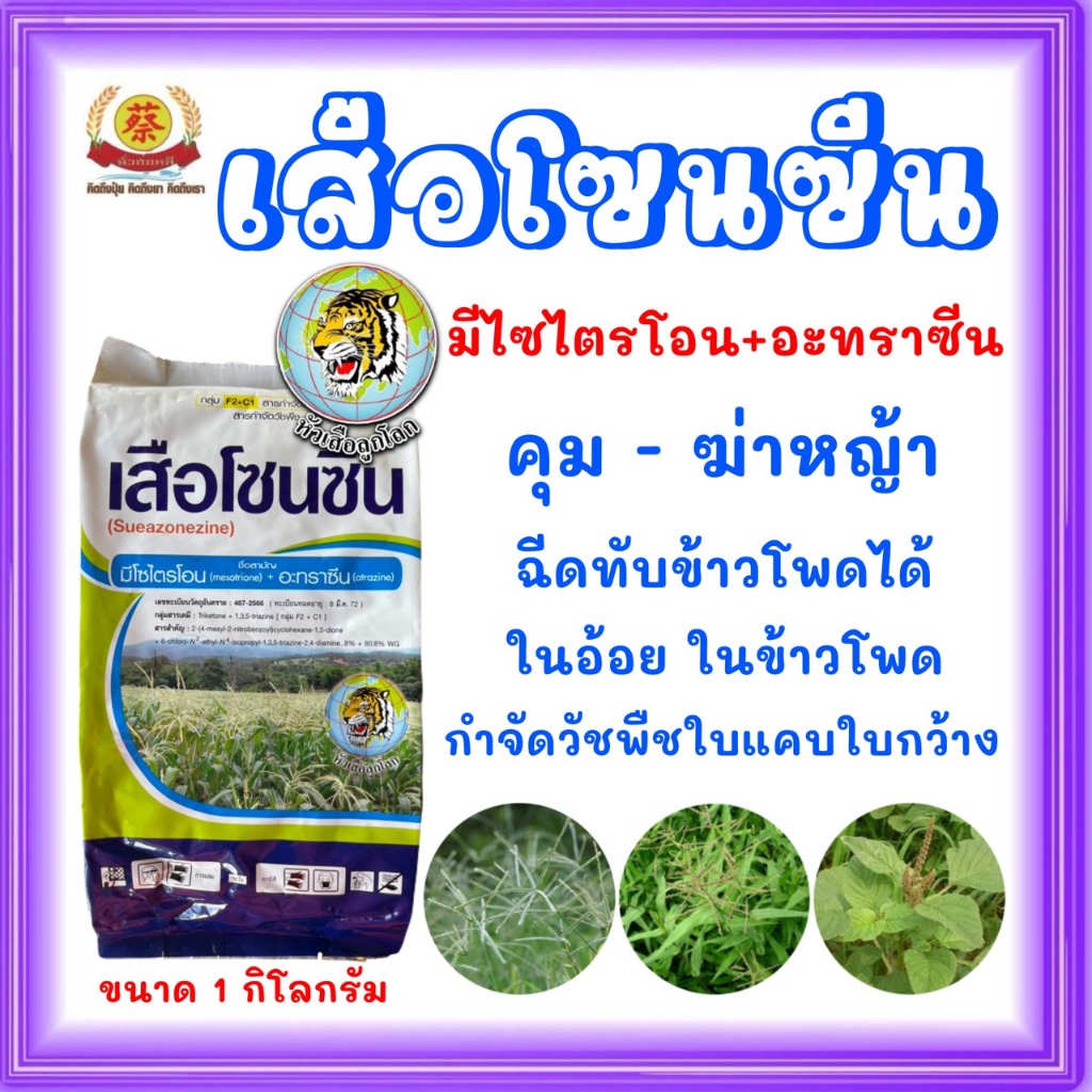 เสือโซนซีน มีโซไตรโอน+อะทราซีน ฉีดพ่บทับได้ กำจัดวัชพืชใบแคบในไร่อ้อย ข้าวโพด 1กิโล