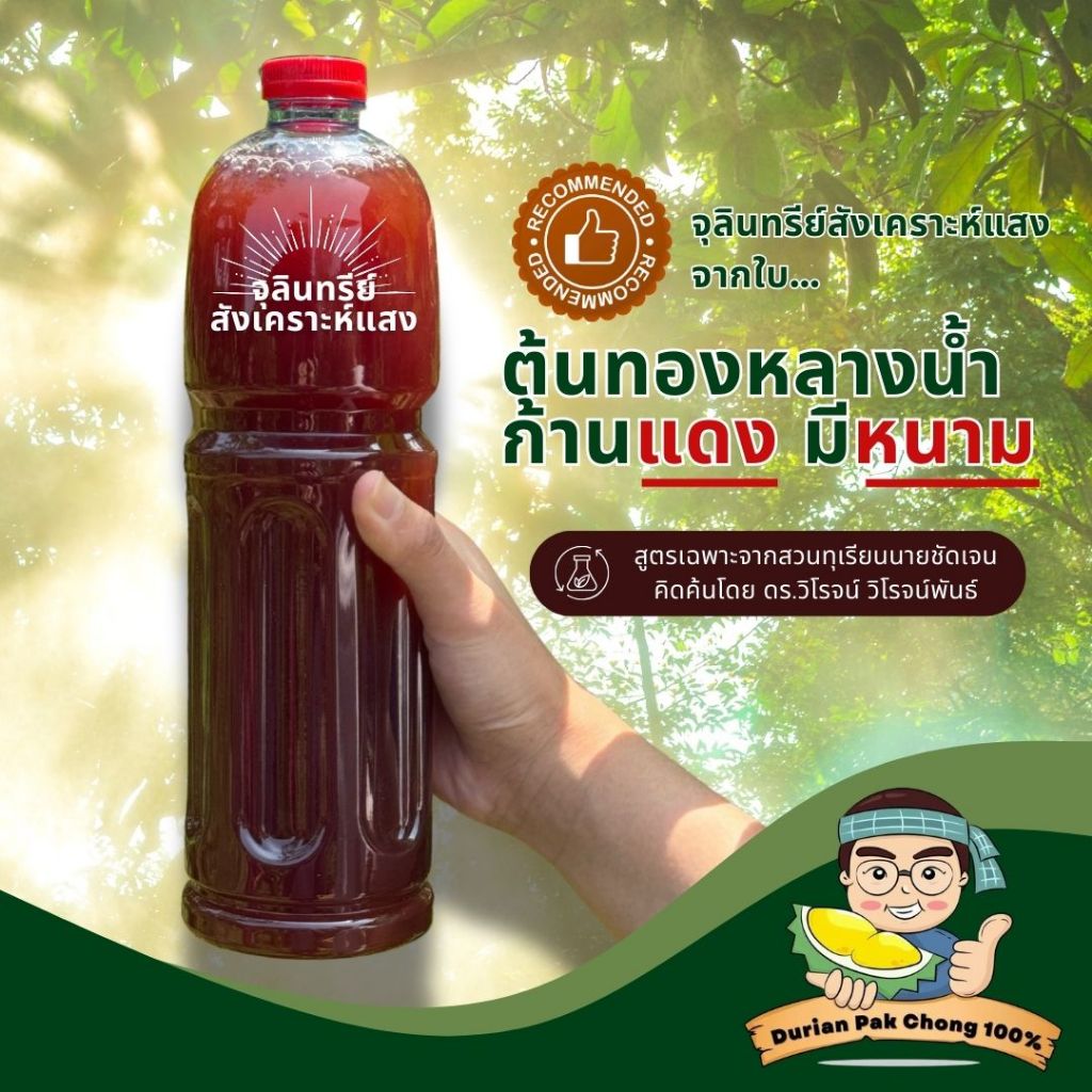 สวนทุเรียน นายชัดเจน - จุลินทรีย์สังเคราะห์แสงจากใบทองหลางน้ำก้านแดงมีหนาม (1ลิตร)