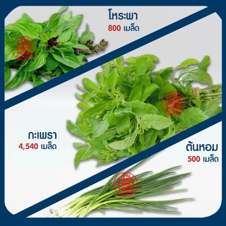 *ค่าส่งถูก* ผักสลัด เมล็ดผัก เมล็ดผักสลัด (2,000เมล็ด+) เมล็ดพันธุ์ เมล็ดพันธุ์ผักสลัด งอกดี ปลูกผัก สลัด กรีนโอ๊ค คอส