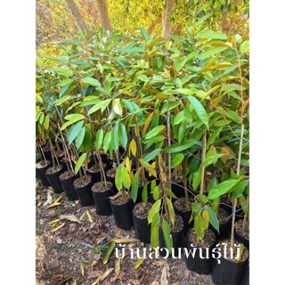 ต้นทุเรียน พันธุ์หมอนทอง ต้นเสียบยอด สูง 1.0-1.2 เมตร