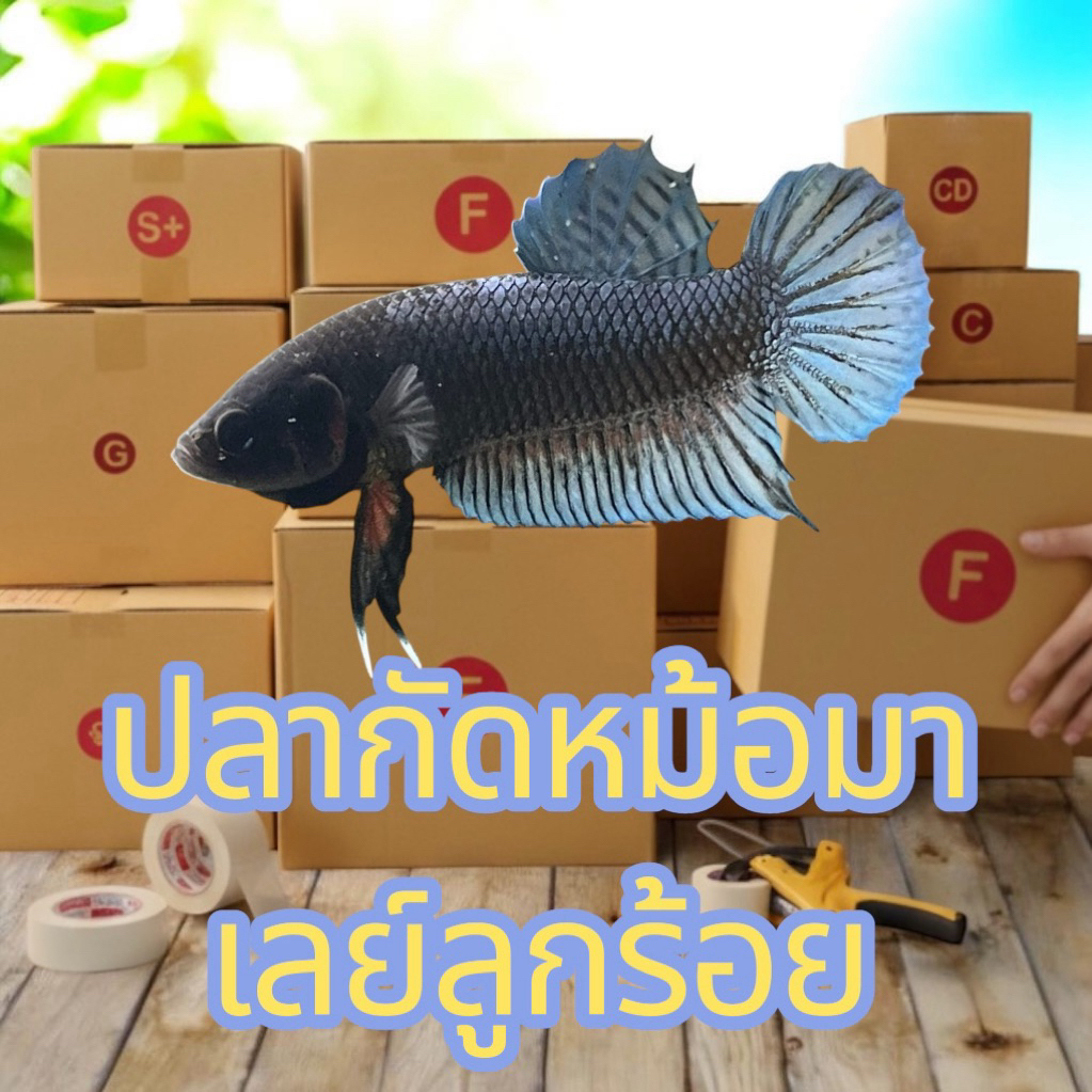 กล่องปลามาเลย์ลูกร้อย