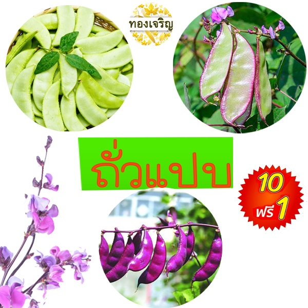 ถั่วแปบ🎈ทุกพันธุ์🎯ถูกที่สุด 9 บ.🎯เมล็ดพันธุ์ถั่วแปบ3-10 เมล็ด☘️งอกง่าย🌿โตไว☘️ทานอร่อย🌱อายุยืนหลายปี