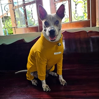 ชุดเก็บขน wonder dog เสื้อสุนัข เสื้อแมว ชุดกันขนร่วงสุนัข ชุดสัตว์เลี้ยง โทนส้มเหลือง ตารางไซส์เลื่อนขวานะคะ