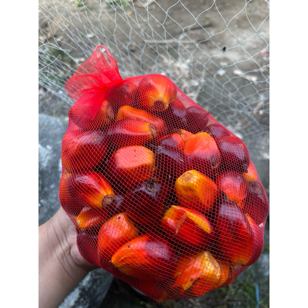 ลูกปาล์มสด คัดพิเศษ  ใหม่ทุกวัน ทำความสะอาดอย่างดี เม็ดปาล์มน้ำมันใหญ่ ไม่มีสารเคมี  สำหรับสัตว์เลี้ยง กระรอก นก หนู ราคา ถูกที่สุด ดีลบีเคเค แกลเลอรีภาพที่ 5