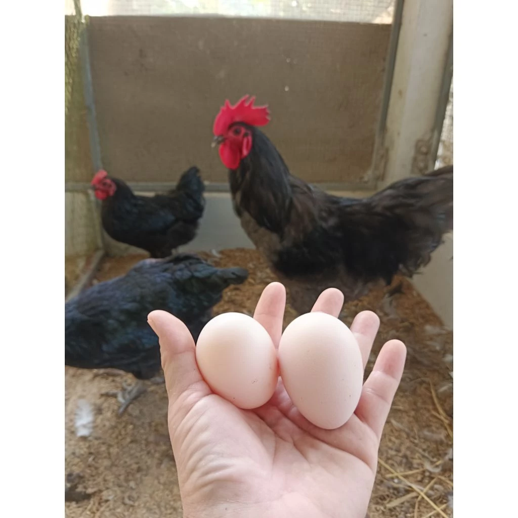 ไข่เชื้อไก่ออสตร้าลอป ออสเตรเลียแท้ (ชุด5-10ฟอง)