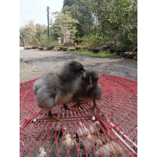 ไข่เชื้อไก่ออสตร้าลอป ออสเตรเลียแท้ (ชุด5-10ฟอง)