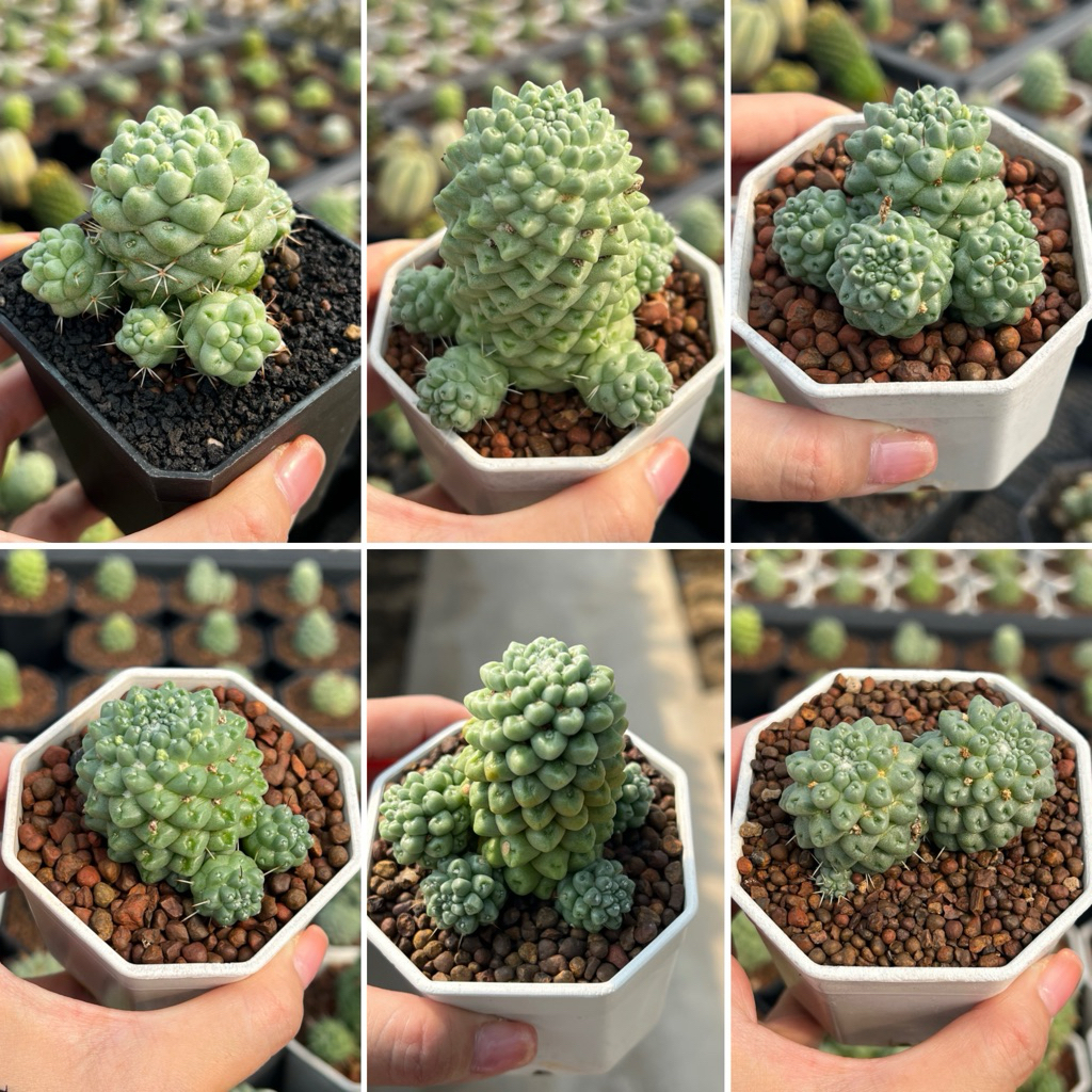 Mammillaria Schumannii inermis: แมมชูแมนไร้หนาม แคคตัส กนะบองเพชร