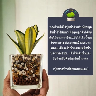 💤ต้นลิ้นมังกรแคระหลายสายพันธุ์ ปลูกเลี้ยงน้ำไฮโดรโปนิกส์ (ต้นไม้ฟอกอากาศ)